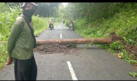 Pohon Jati Tumbang Melintang di Jalan Dapdoyong Pulegundes I, Warga Diminta Waspada